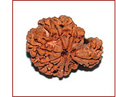 Nag (Savar) Rudraksha