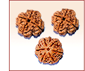 Saraswati Power Rudraksha