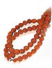 Mukhi Rudraksha