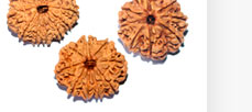 Rudraksha Bead Rosaries