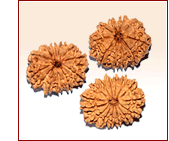 Rudraksha