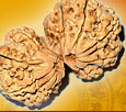 Power Combinations Rudraksha