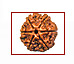 Mukhi Rudraksha